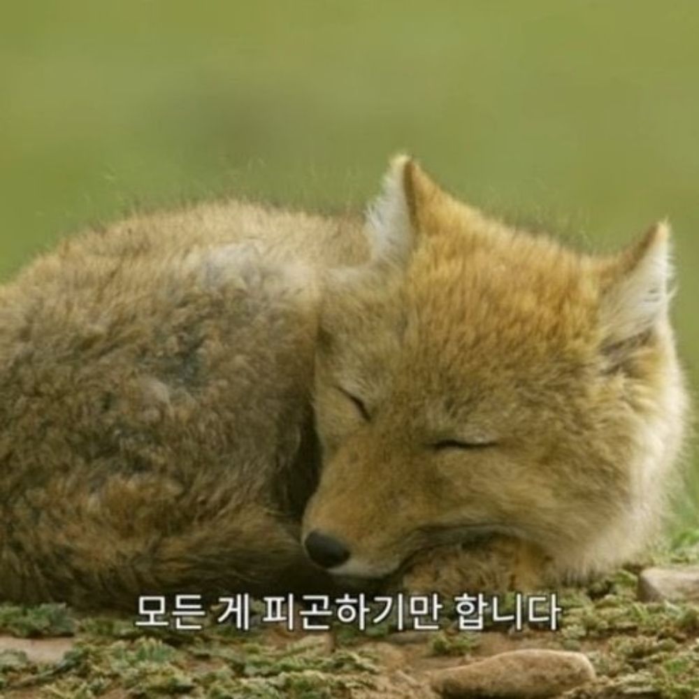 복합적맘찍러