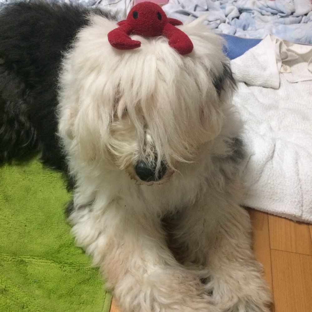 エキセントリック・パンダ