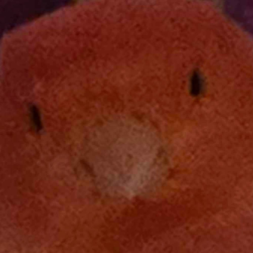 Ebi