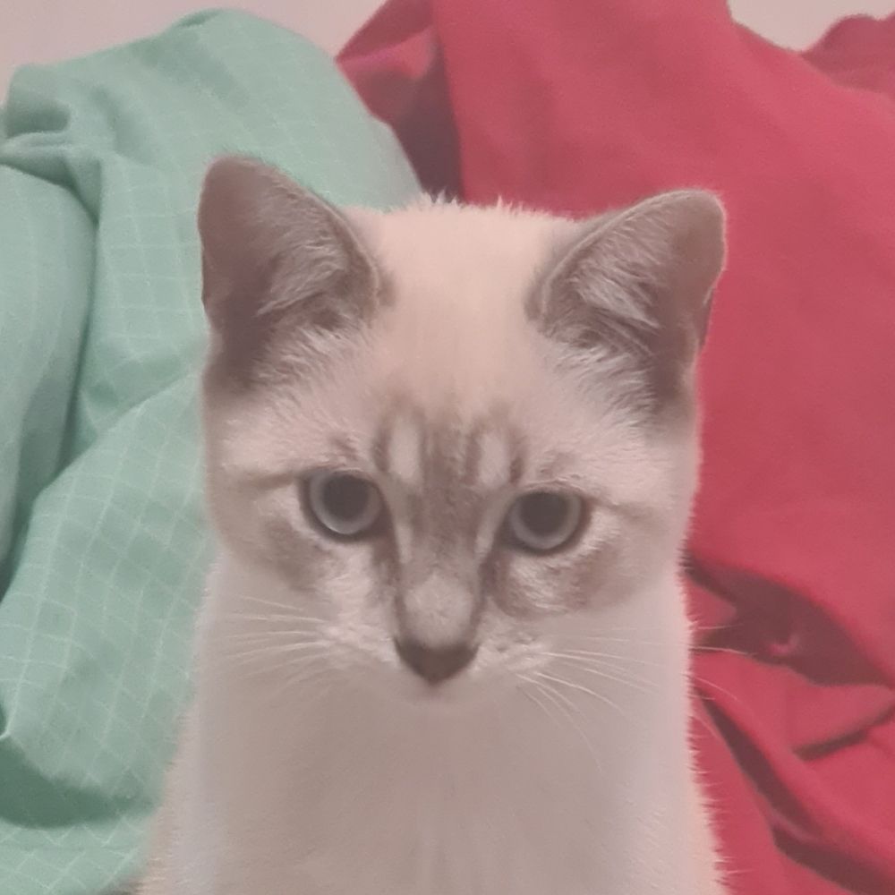 Melon