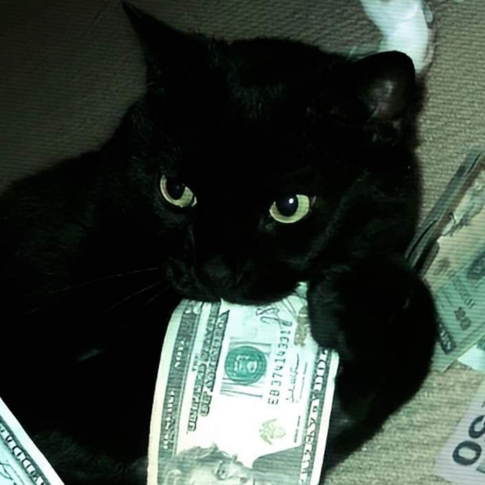 black cat