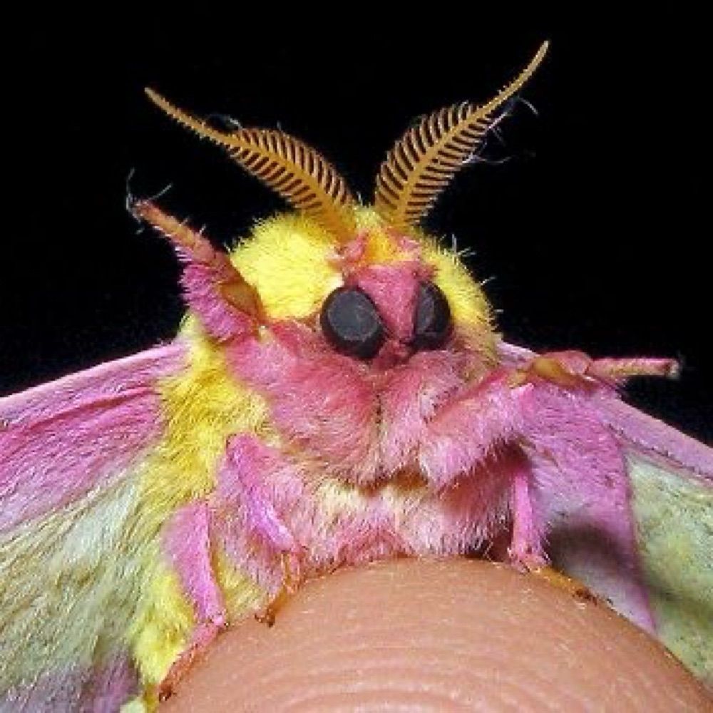 Moth