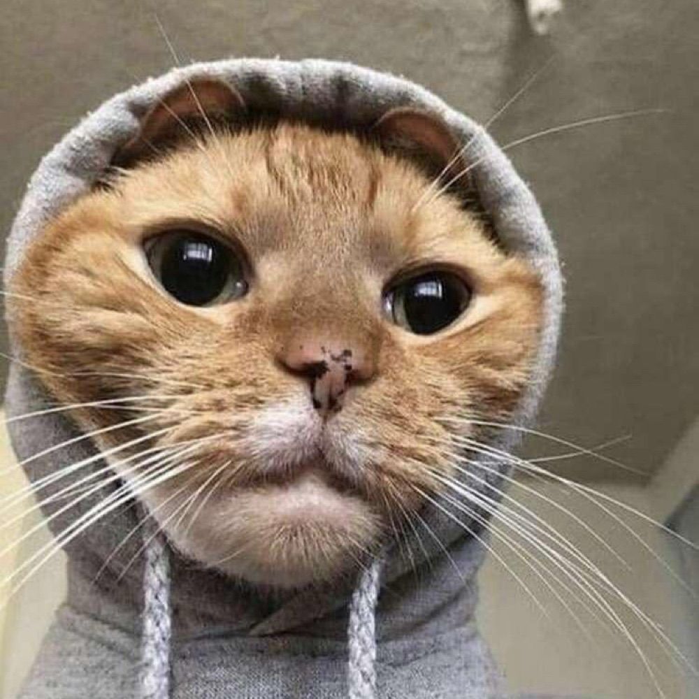 cat avi