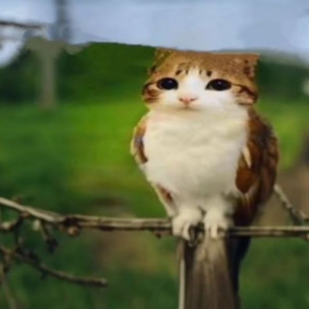 Cappy