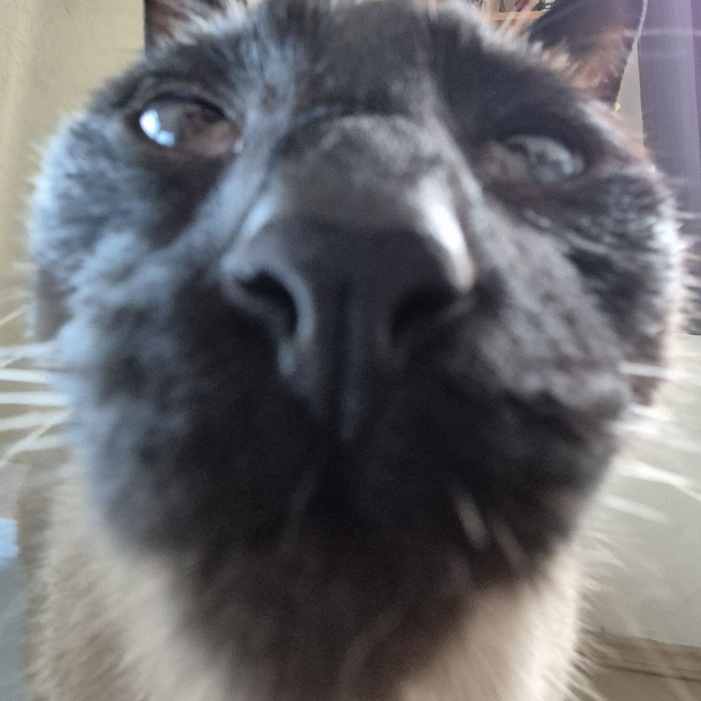 O Louie #OPOdisseia