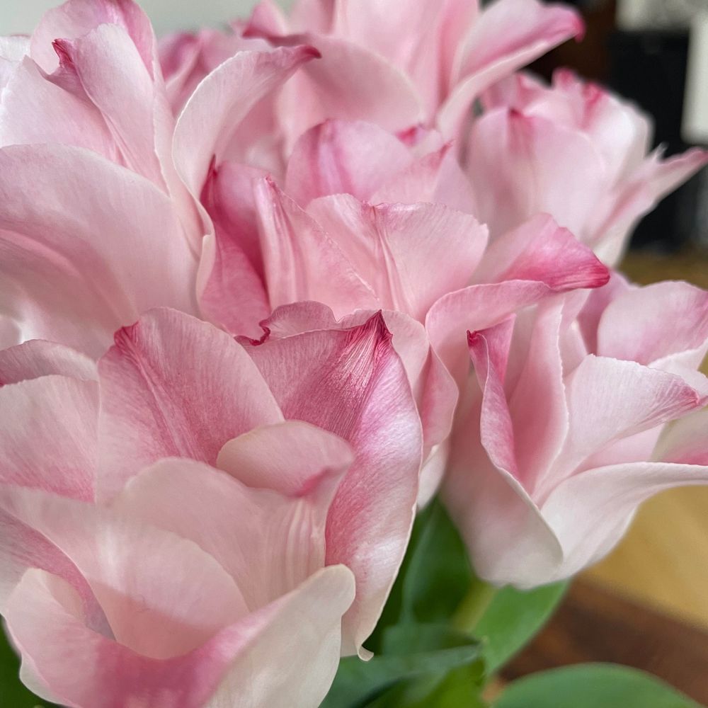 Lena🌸