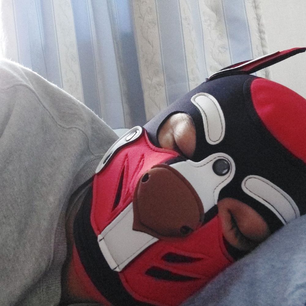 テルワン🐶北海道犬