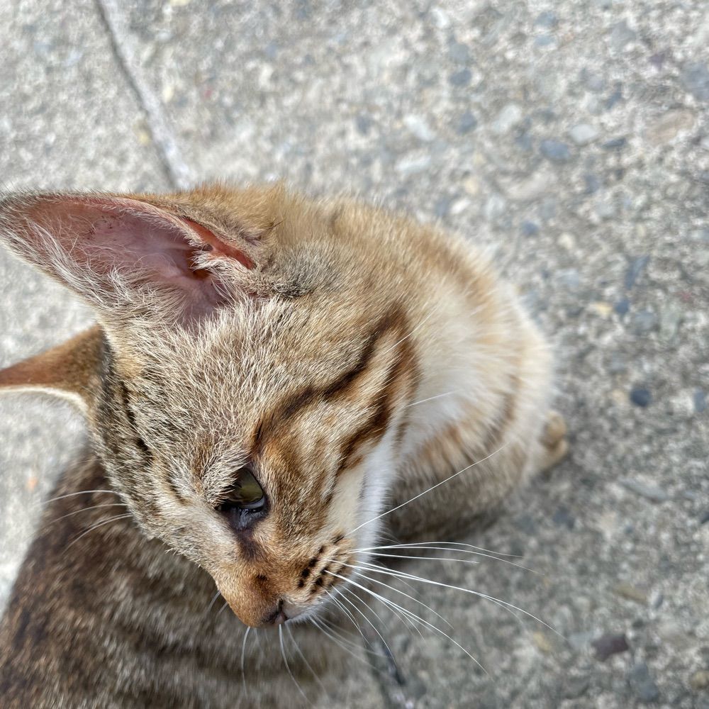 たりあん