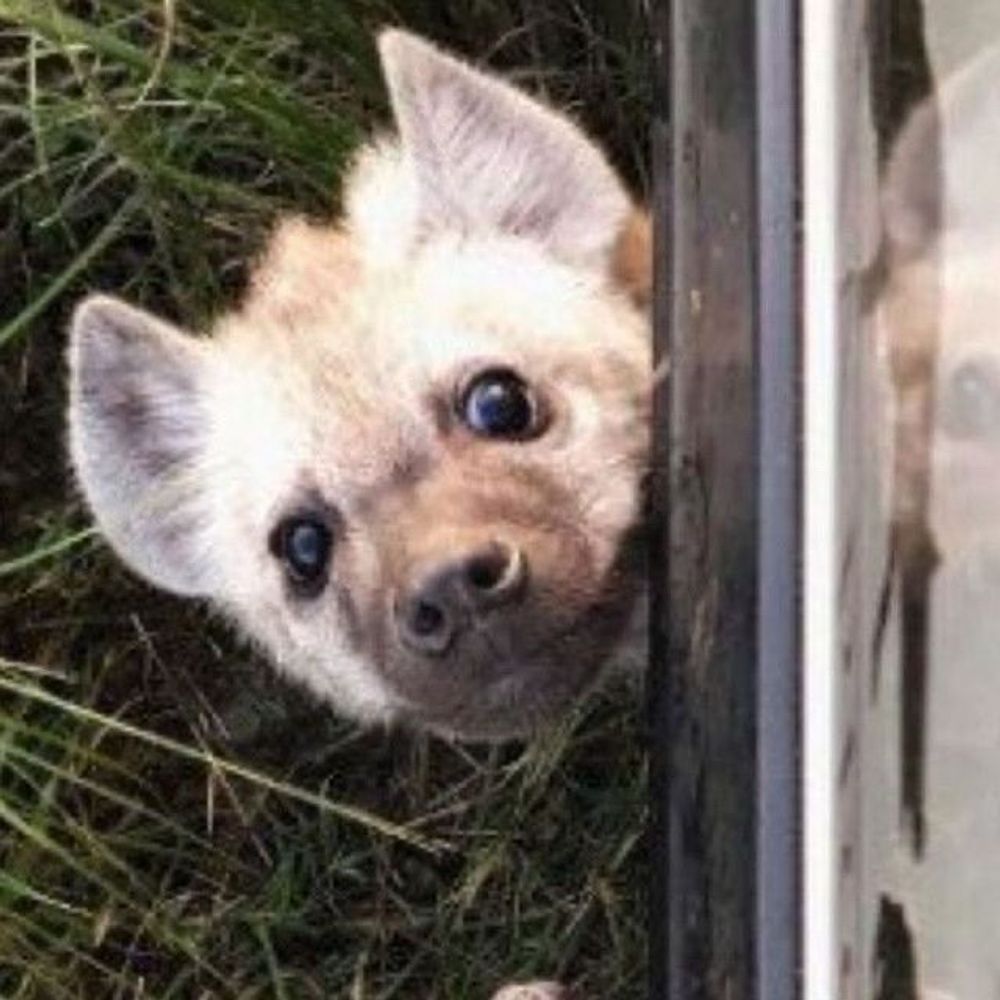 Pupperoni
