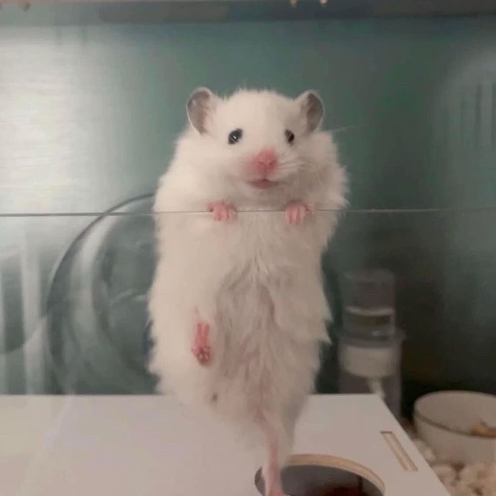 🍮ᑒ