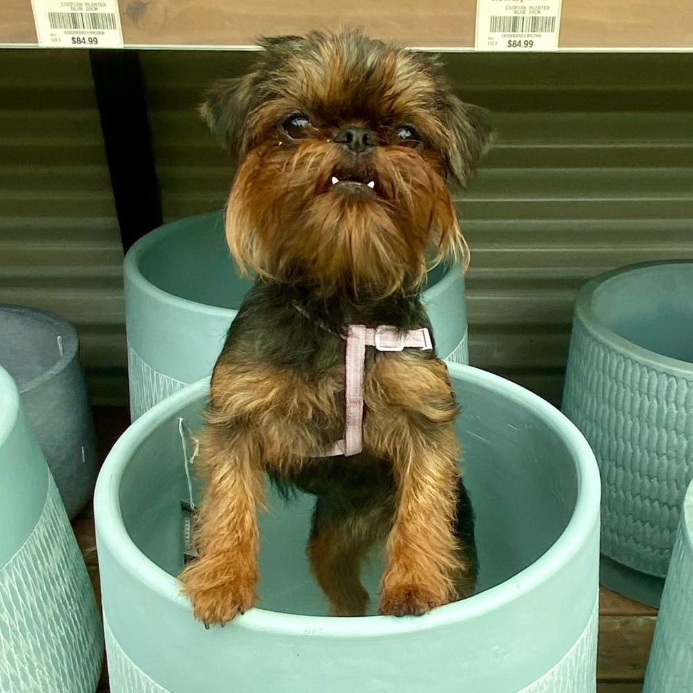 🐾Zali🦷