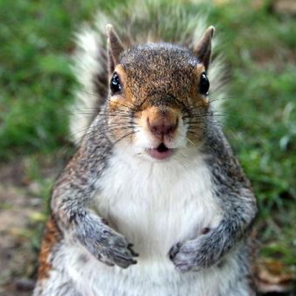 babelsquirrel