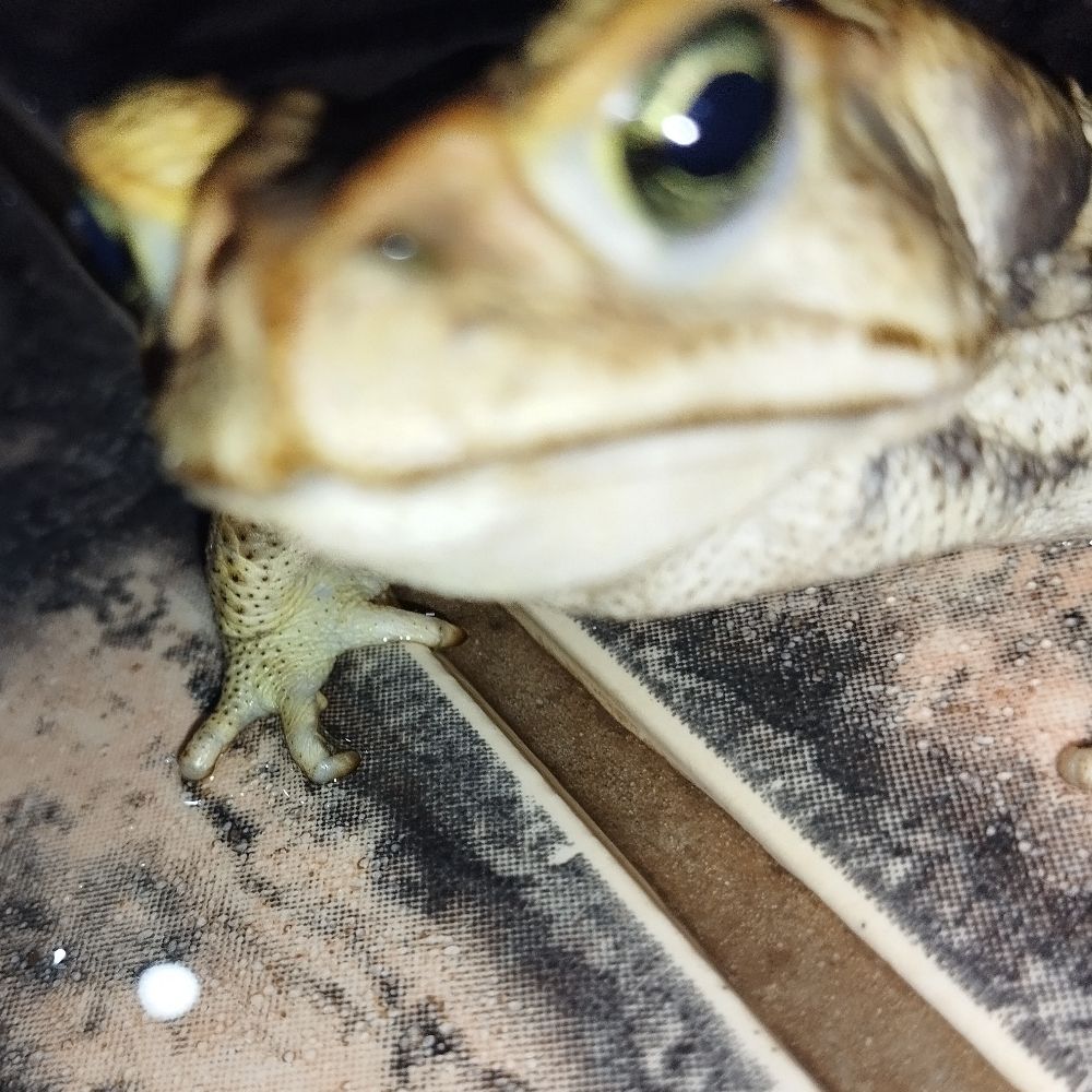Sapurilo