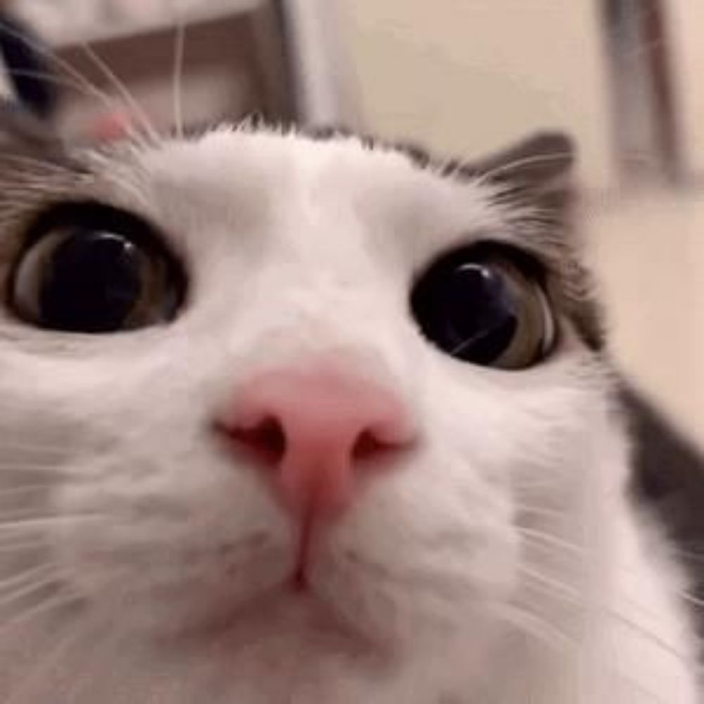 Pimbu The cats