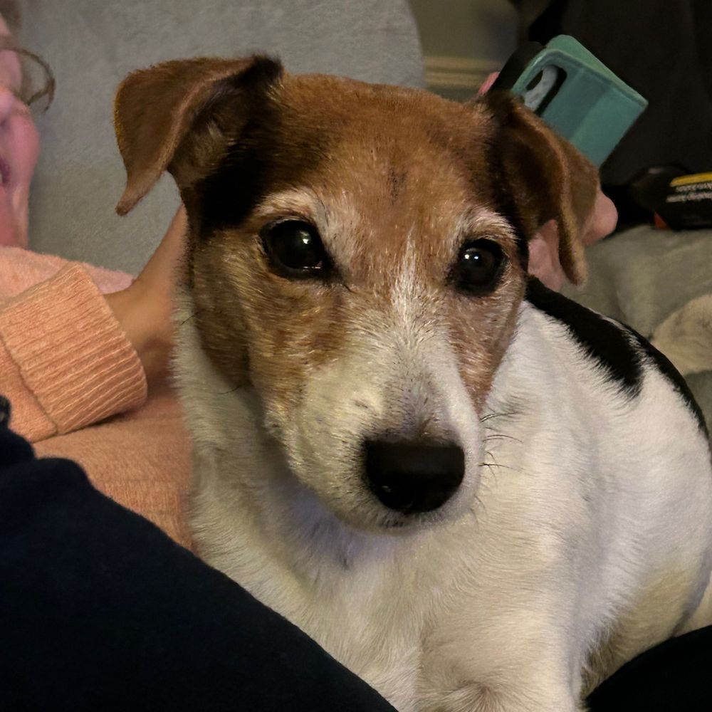 Jack Russell Brown