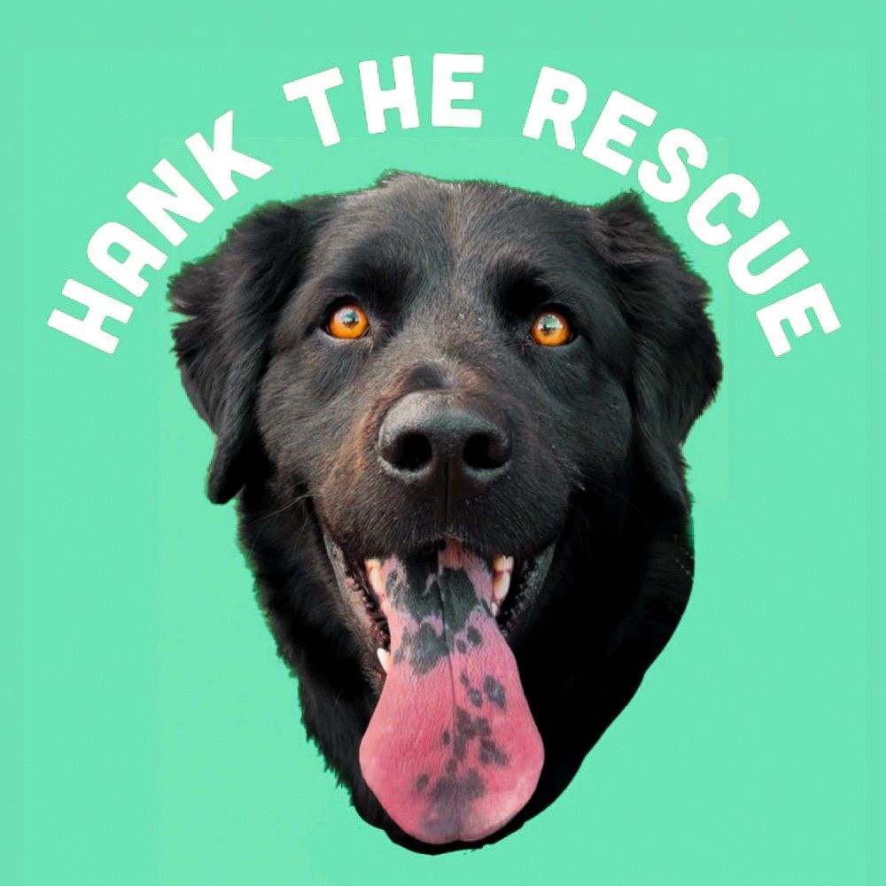 Hank | T1D Service Dog 🐕‍🦺