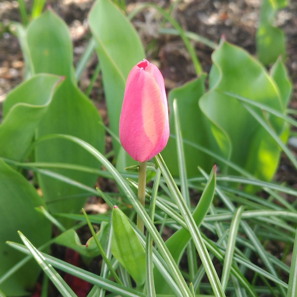 nono🌷