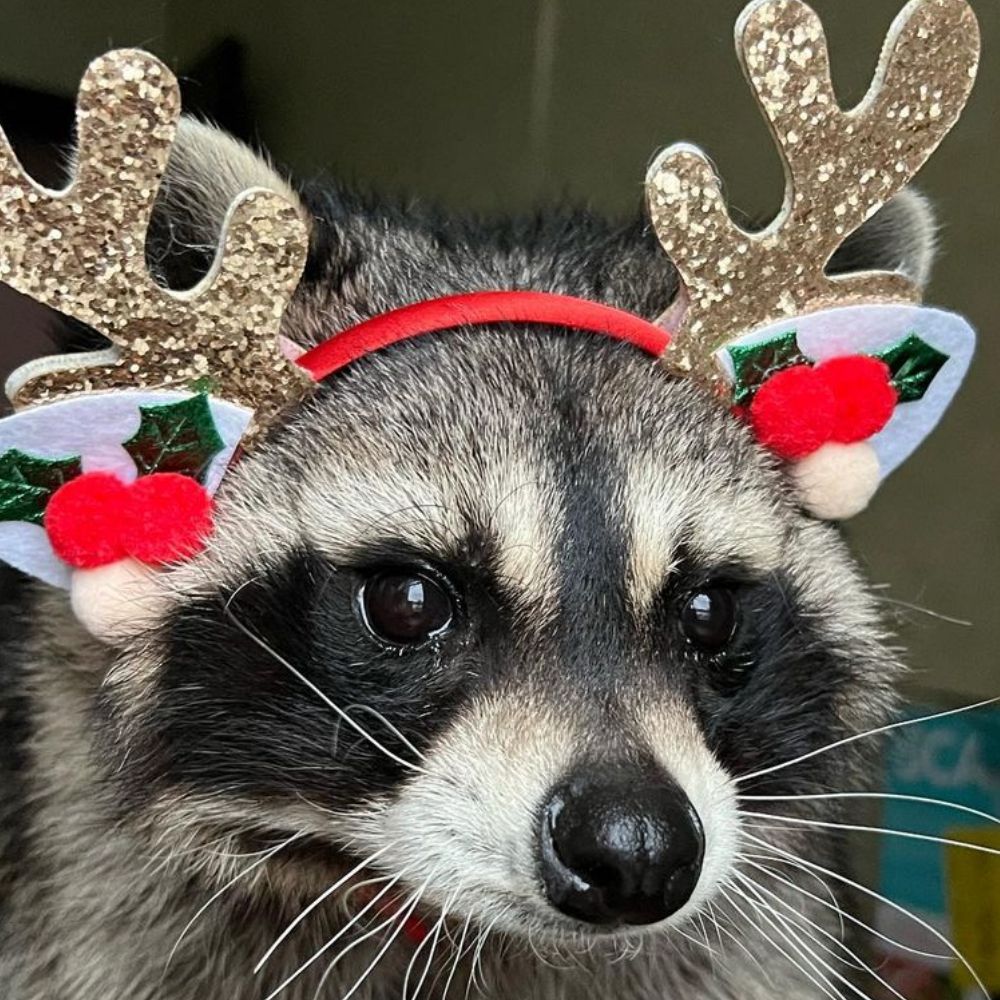 stella🦝🌟