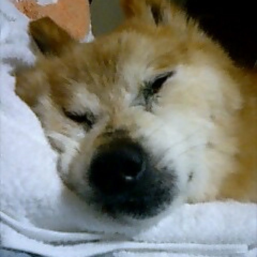 ちえぞ