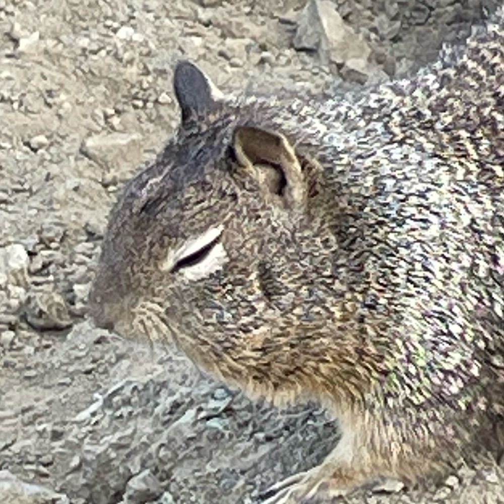 A Beechey Ground Squirrel