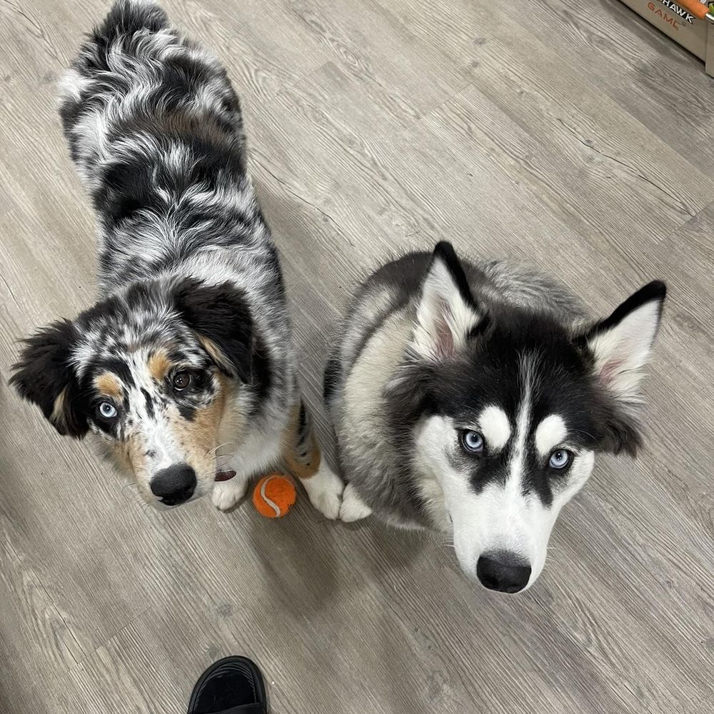 Siberian Husky