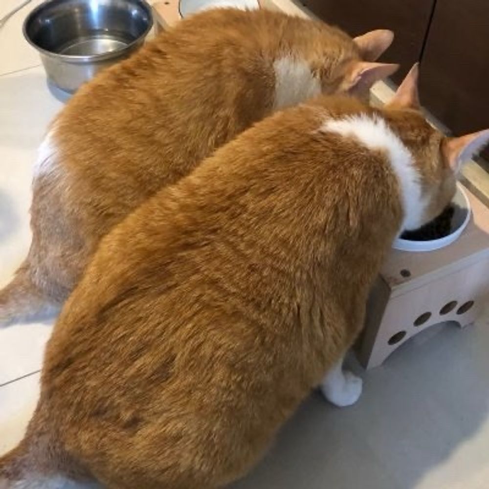 Gua va Lu🥞