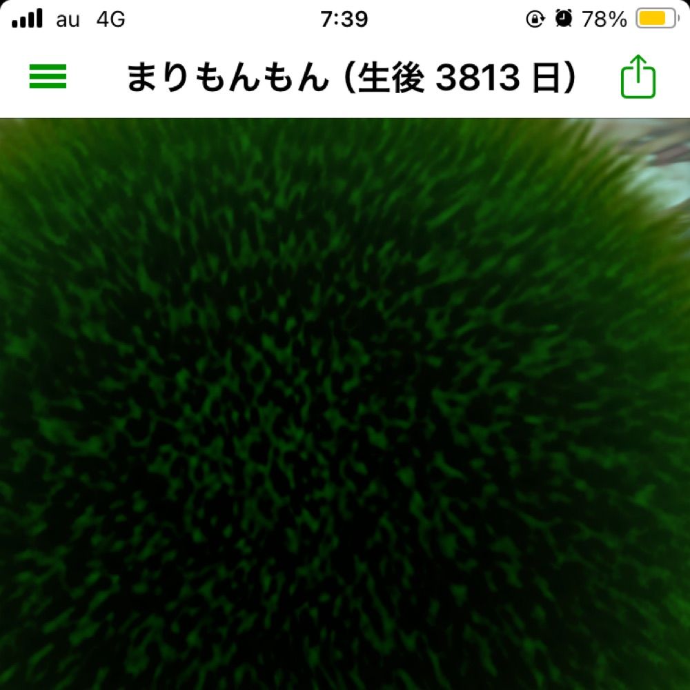 ゆば