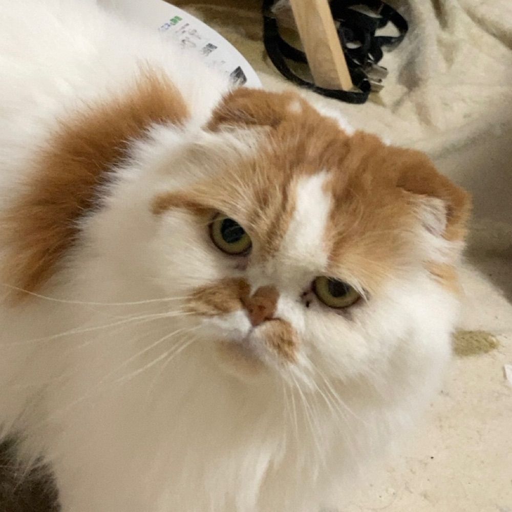 Oさか