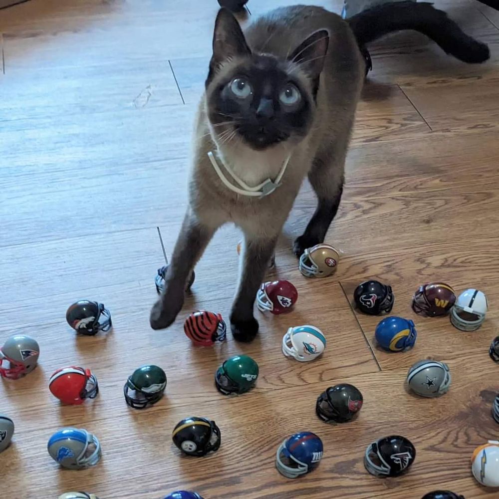 BeanKnowsBall