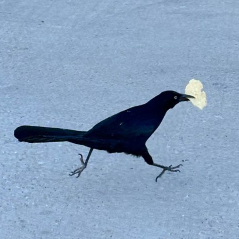 Kylo