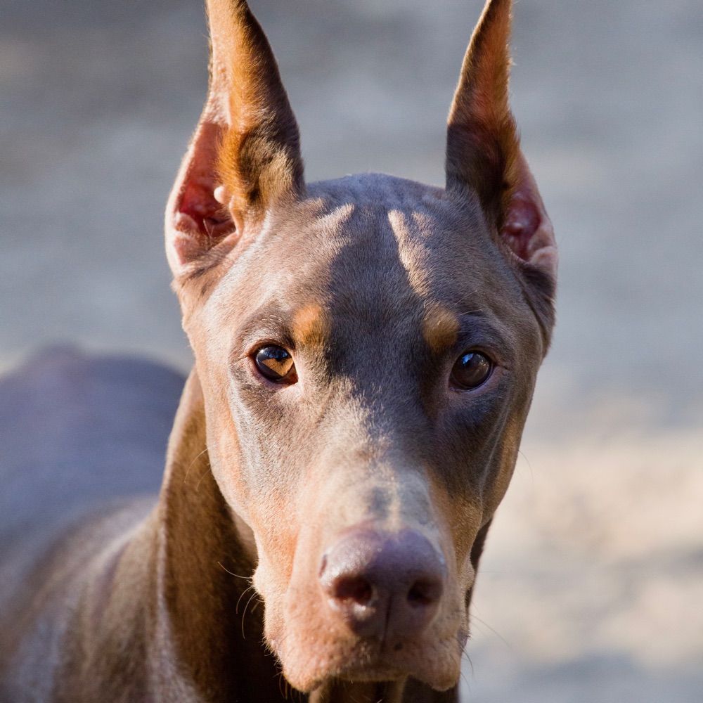 @dobermangirl.bsky.social