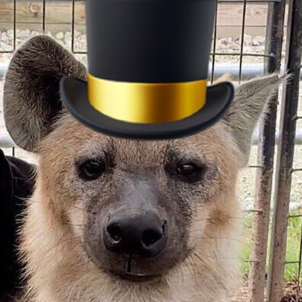 Dying Yeenus 🔜 Megaplex 2025