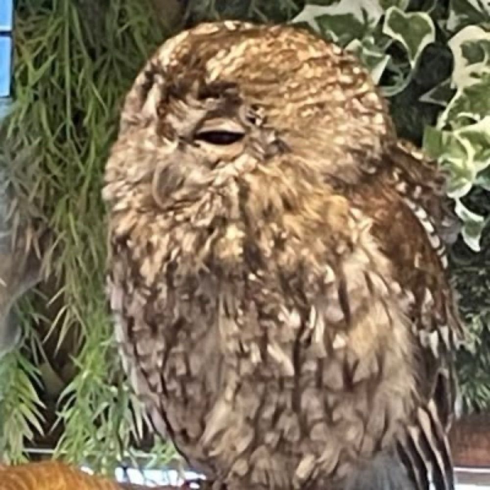 シン アカツキ