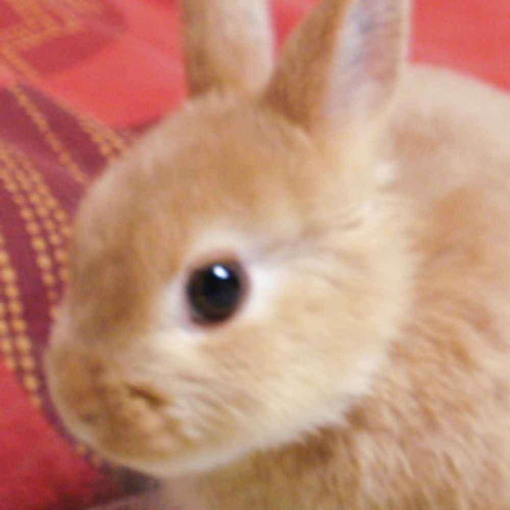 むーた