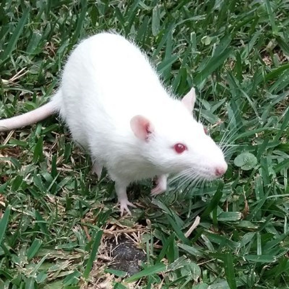 Kaline La Gata 🐀