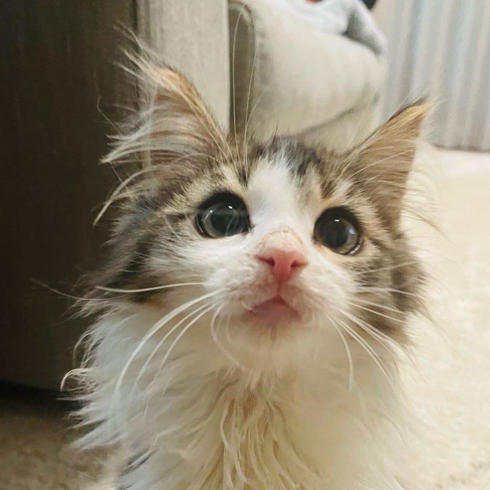 りんちゃん🔔ノルウェージャンフォレストキャット