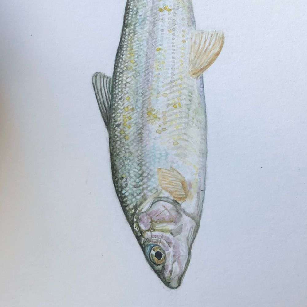 Alloreart