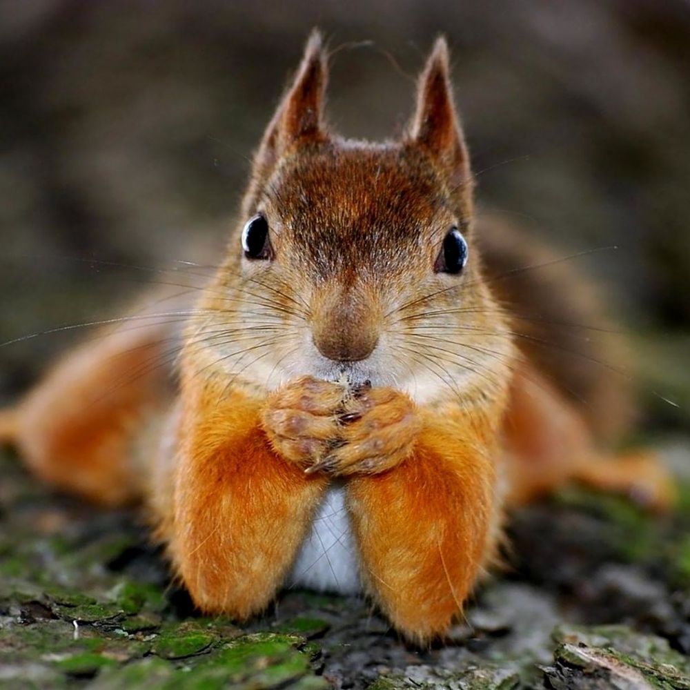 Squirrel the Riveted's avatar