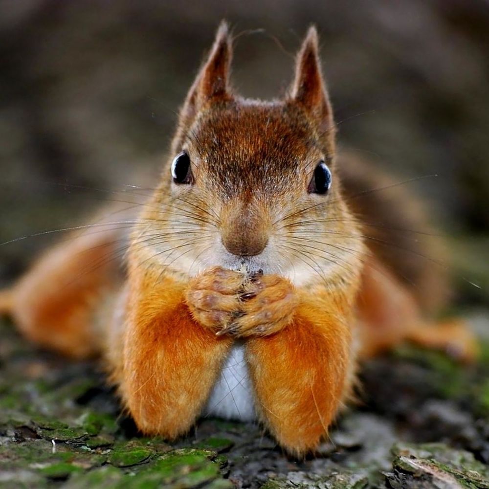 Squirrel the Riveted