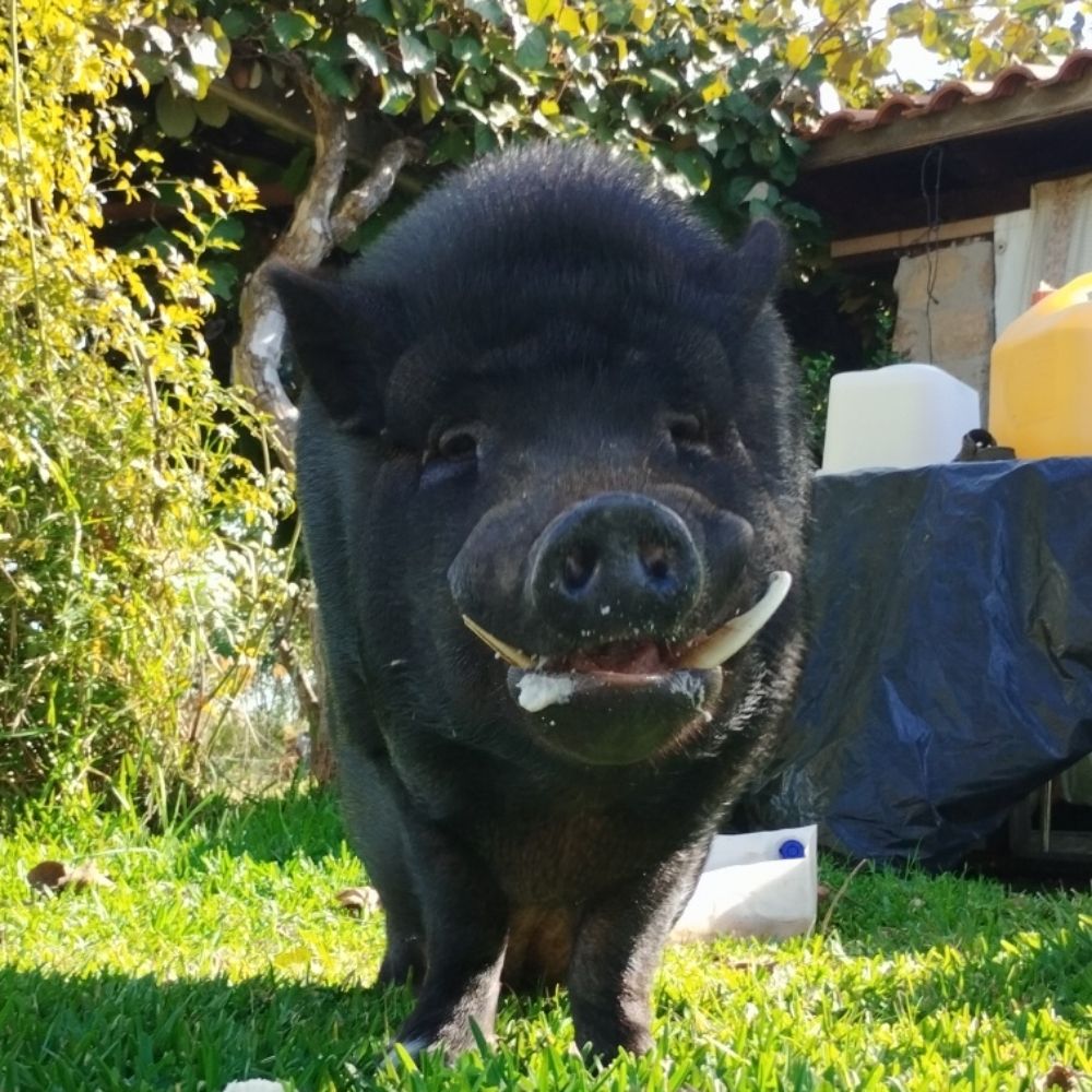 Roque Minipig