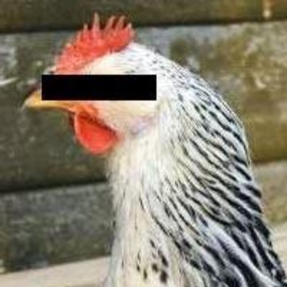 Coq Hérétique