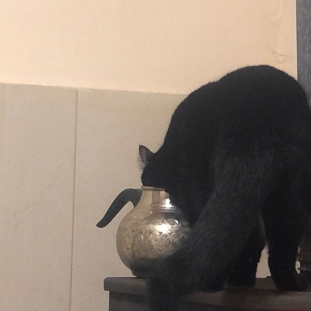 Степова ковила і коти