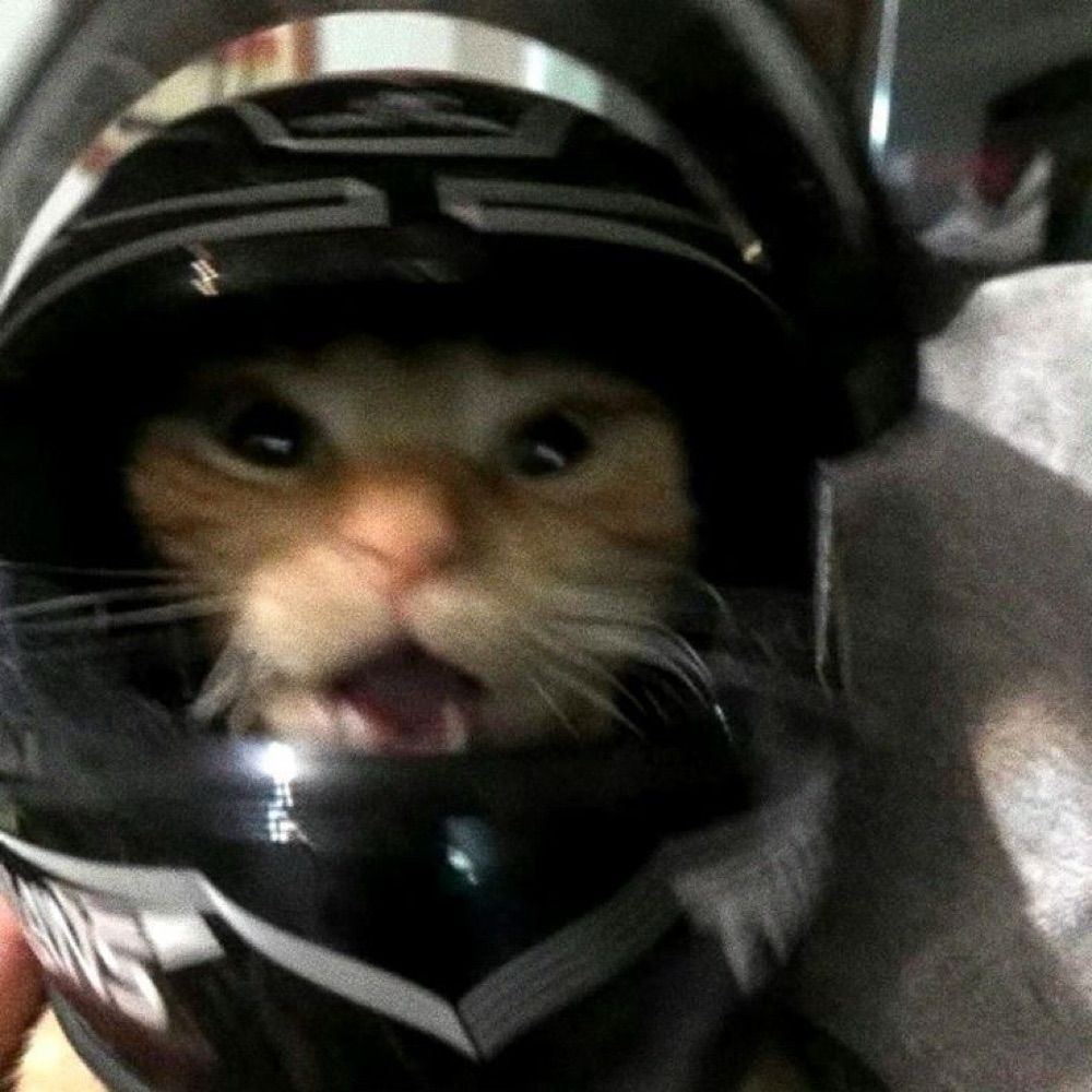 GrumpyCatBoi