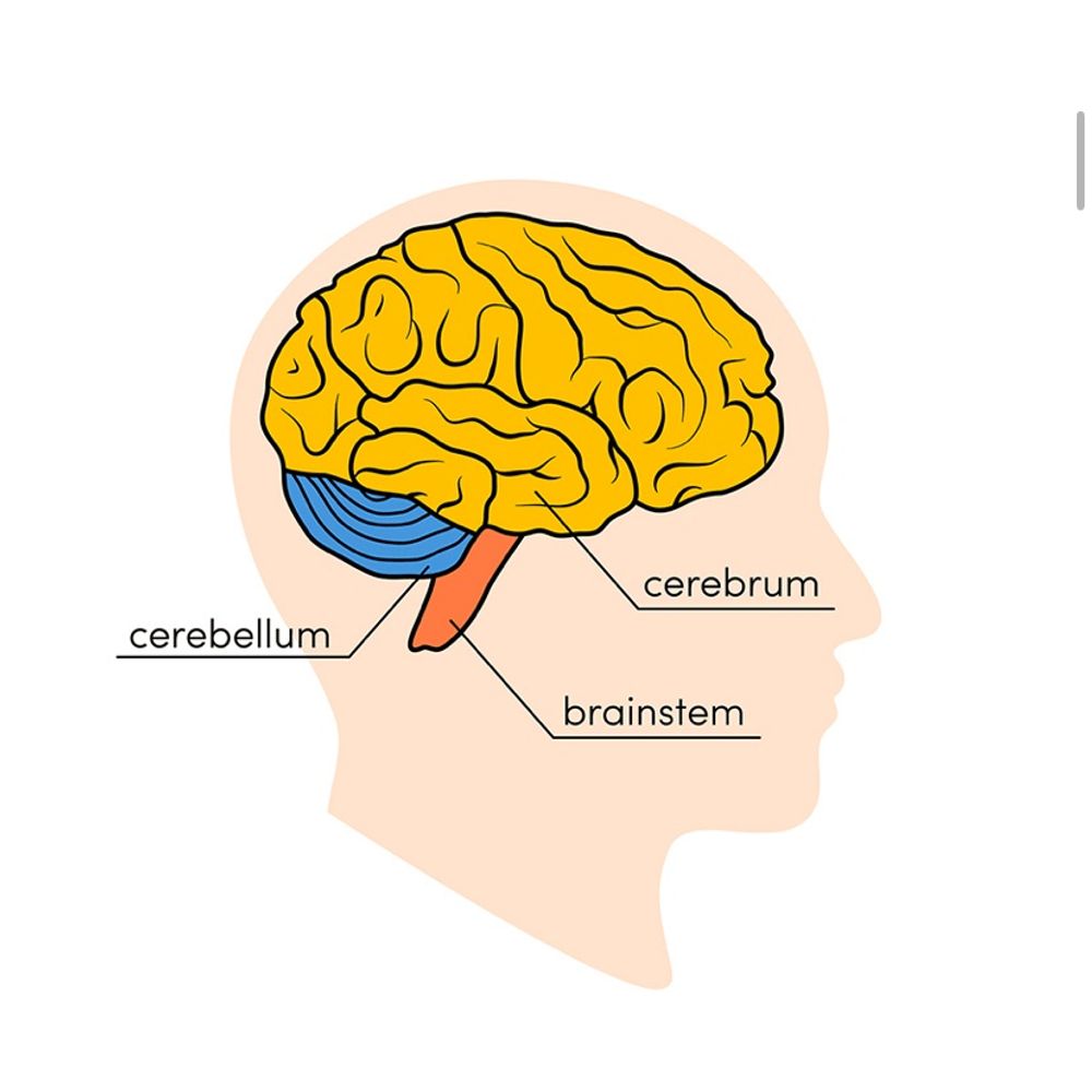Neuroethics (Springer)