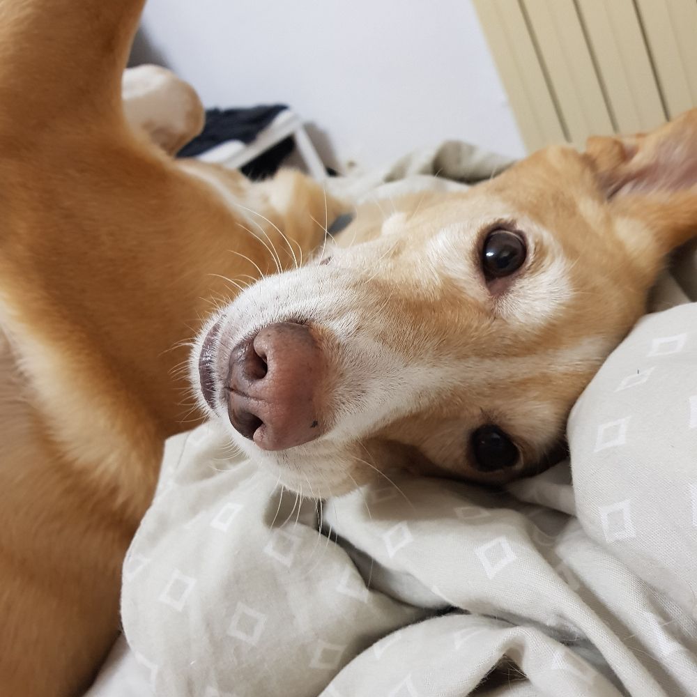 Peque