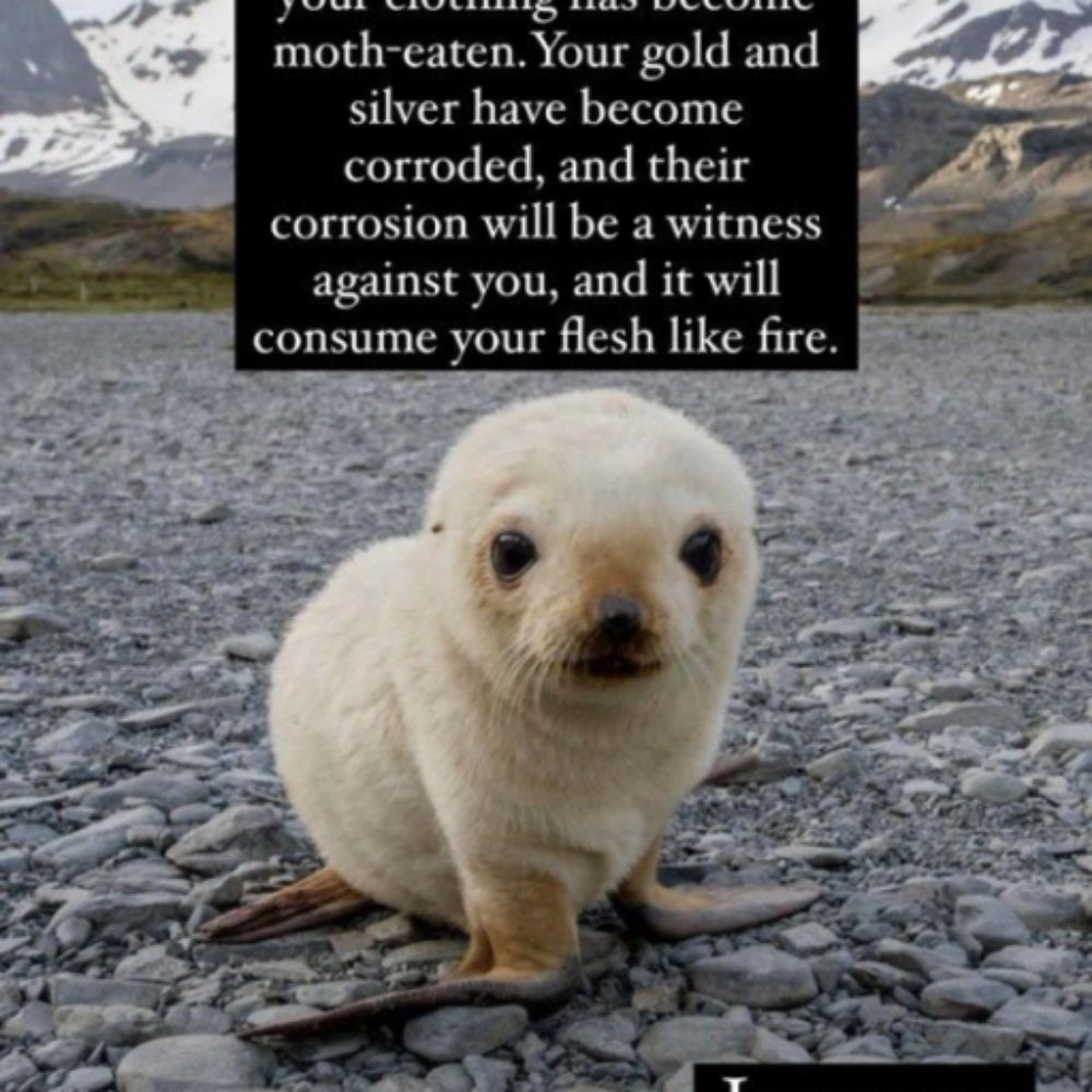 Kayotic