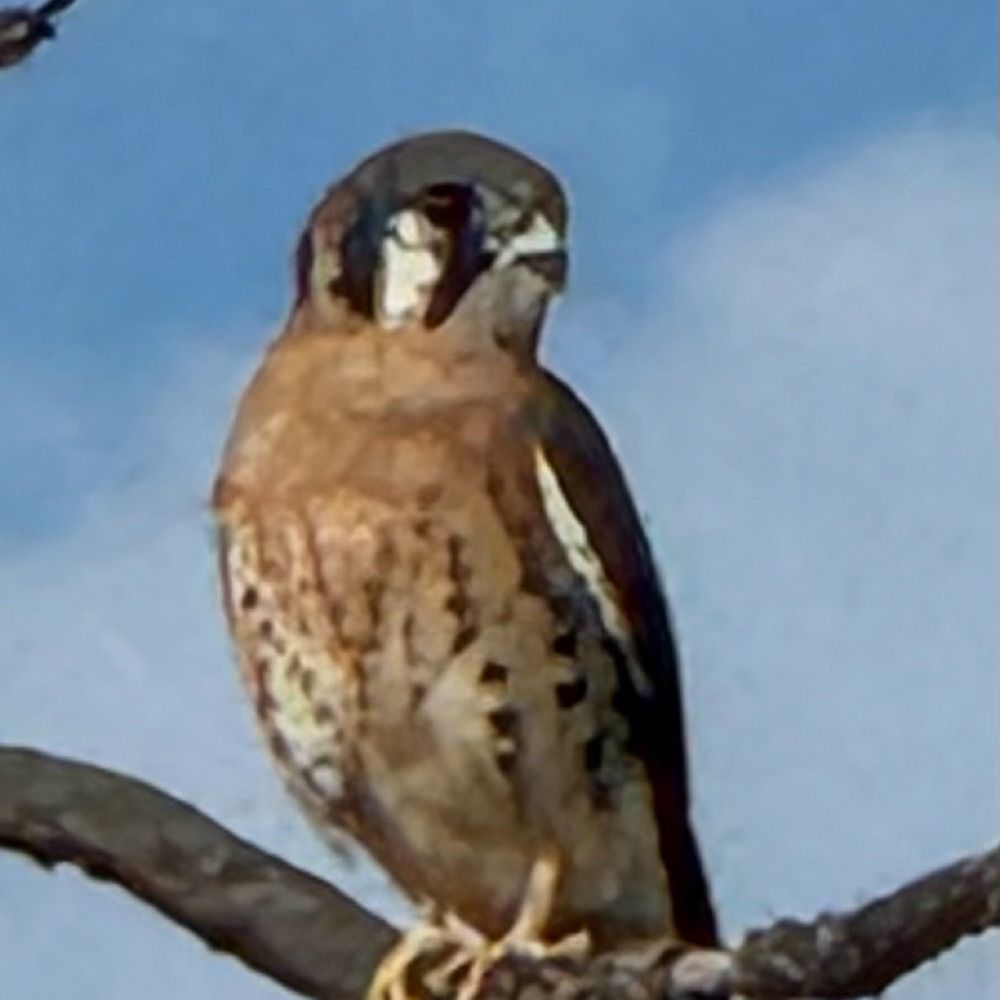 I.O. Adler