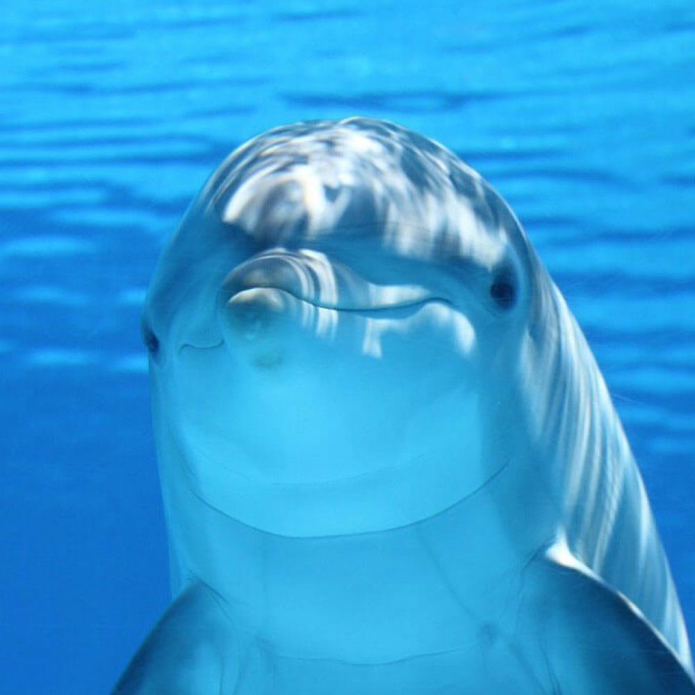 a dolphin 🐬