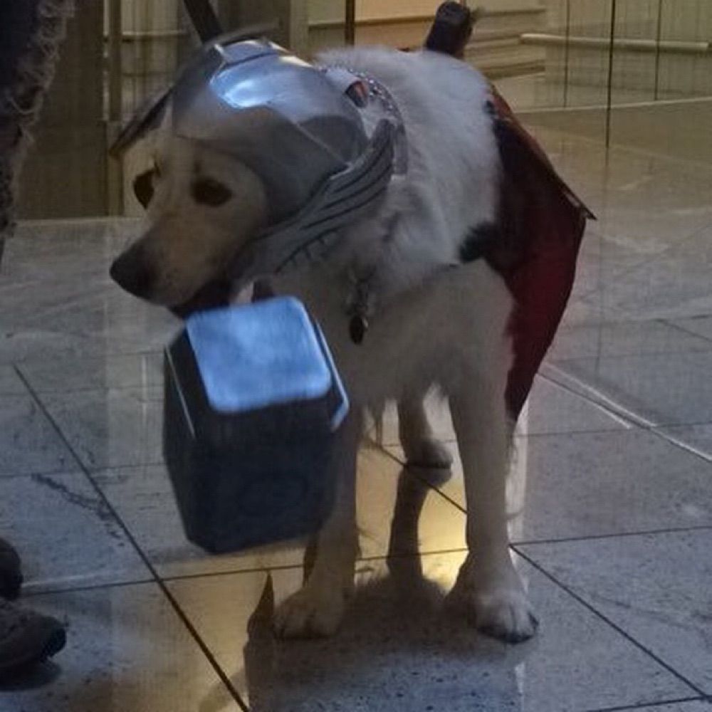 Thor, Dog of Thunder 