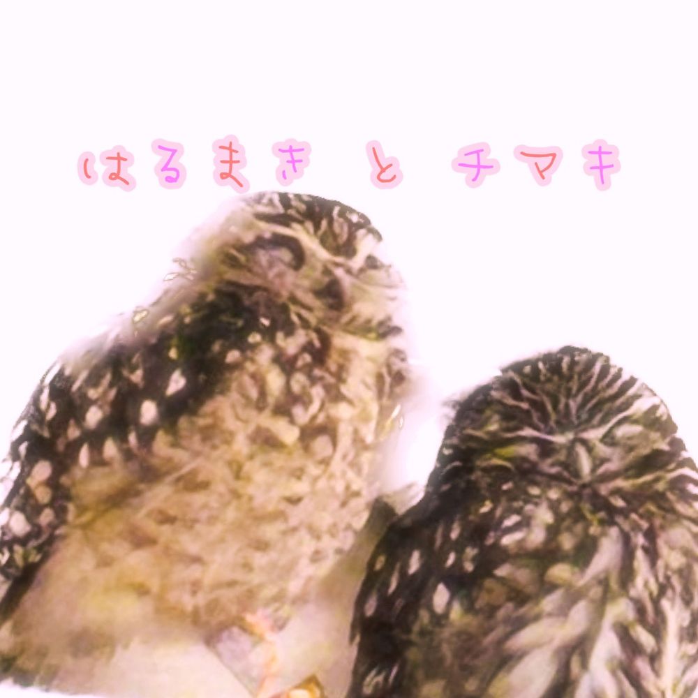 中華コンビ捕獲係𓅔⸝⋆⸝⋆